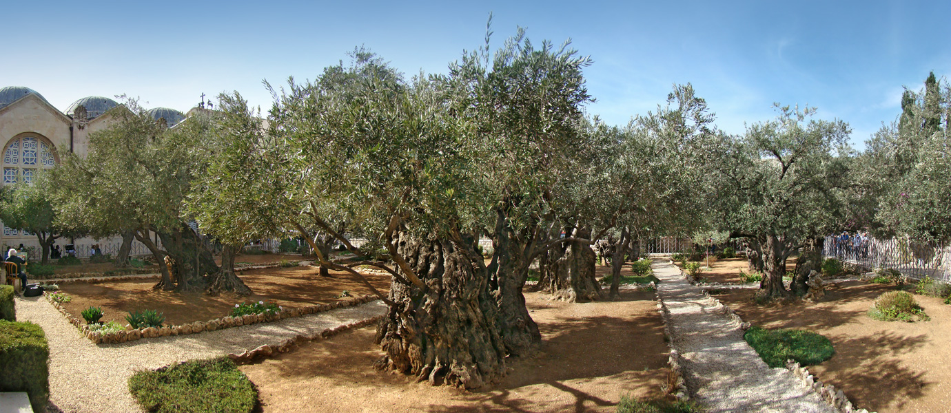 Gethsemane garden